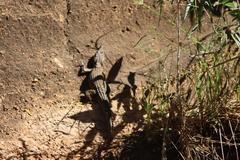 Crocodylus johnstoni