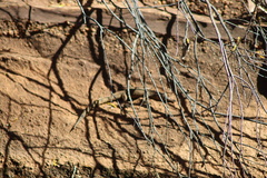 Crocodylus johnstoni