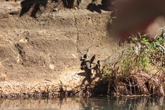 Crocodylus johnstoni