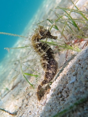 Hippocampus guttulatus