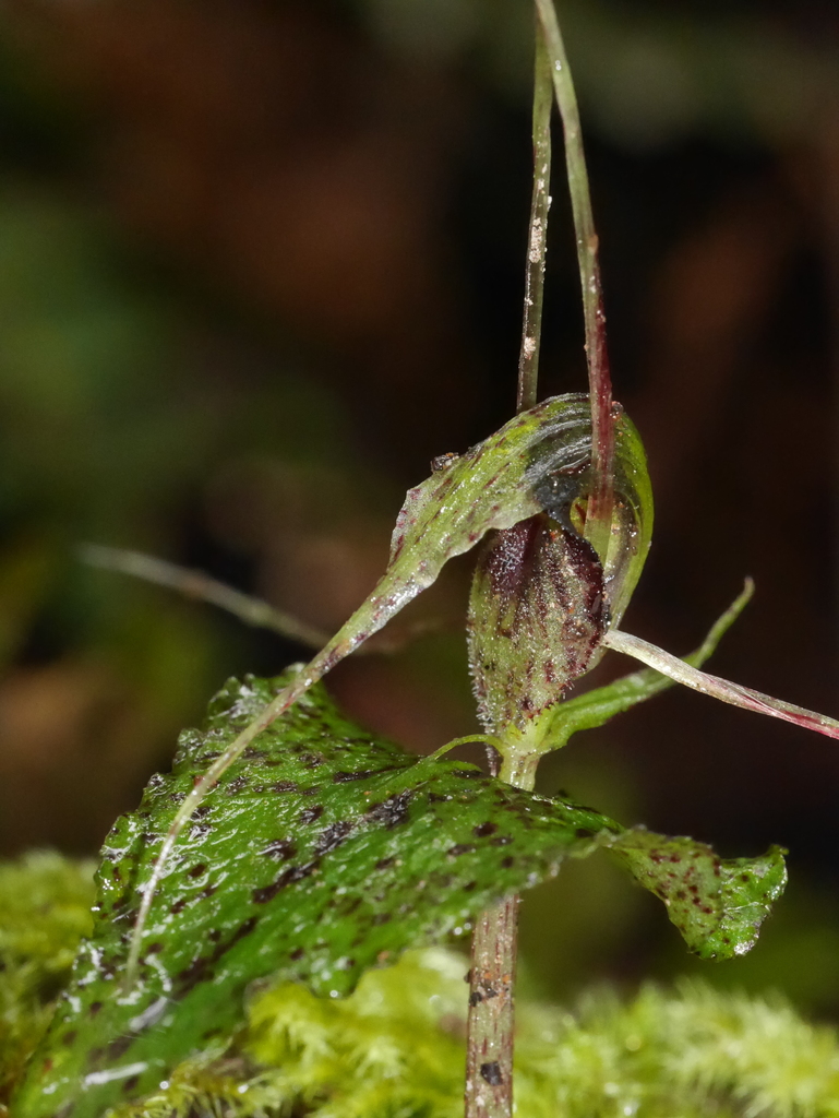 dancing spider orchid