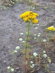 Oncosiphon suffruticosus