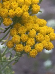 Oncosiphon suffruticosus