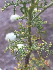 Oncosiphon suffruticosus