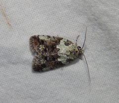 Blenina squamifera