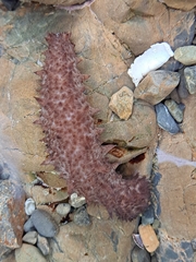 Australostichopus mollis