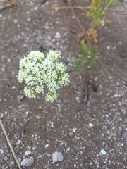 Dasispermum