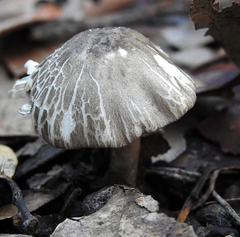 Agaricus endoxanthus