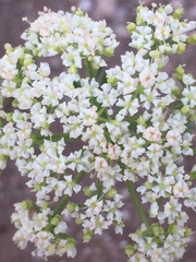 Dasispermum