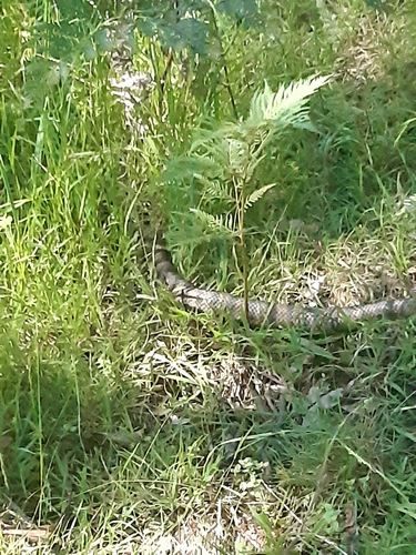Tiger Snake sighting