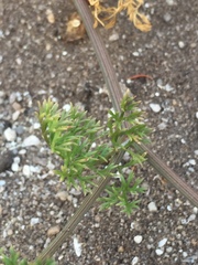 Dasispermum