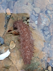 Australostichopus mollis