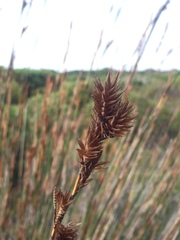 Thamnochortus insignis