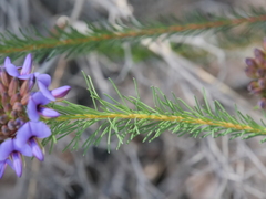 Gompholobium confertum