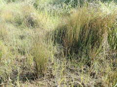 Apodasmia similis