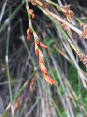 Thamnochortus insignis