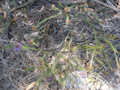 Gompholobium confertum