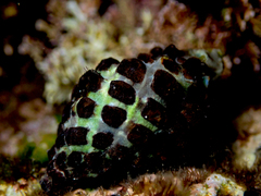 Tenguella marginalba