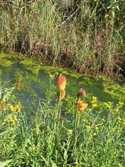 Kniphofia linearifolia