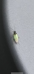 Cyrtorhinus