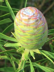 Leucadendron coniferum