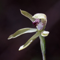 Caladenia atradenia
