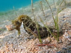 Hippocampus guttulatus