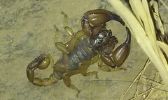 Anuroctonus pococki pococki