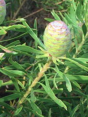 Leucadendron coniferum