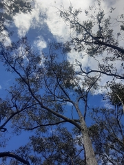 Eucalyptus mediocris