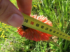 Kniphofia linearifolia
