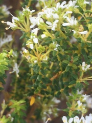 Agathosma capensis