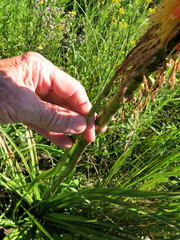 Kniphofia linearifolia