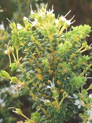 Agathosma capensis