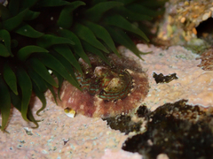 Onithochiton quercinus