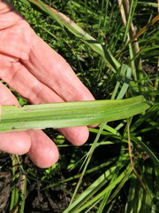 Kniphofia linearifolia