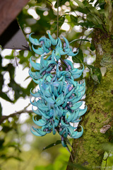 Strongylodon macrobotrys