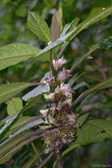 Lasianthus