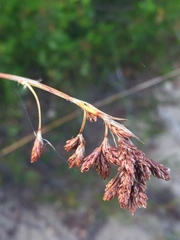 Thamnochortus insignis