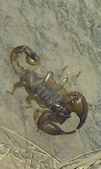 Anuroctonus pococki pococki