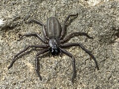 Morebilus plagusius