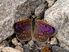 Lycaena tama