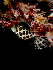 Tenguella marginalba