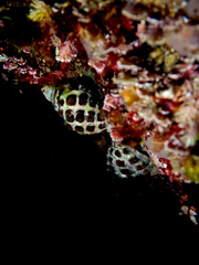 Tenguella marginalba