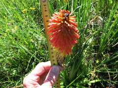 Kniphofia linearifolia