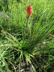Kniphofia linearifolia