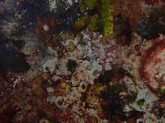 Didemnum psammatodes