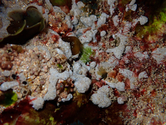 Didemnum psammatodes