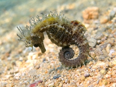 Hippocampus guttulatus