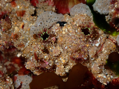 Pyura